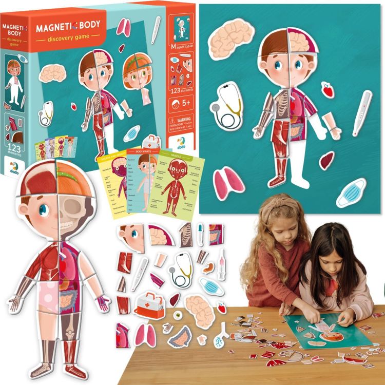Tootefoto - Dodo magnetiline hariduslik komplekt inimkeha magnetiline uluk kehaosad
