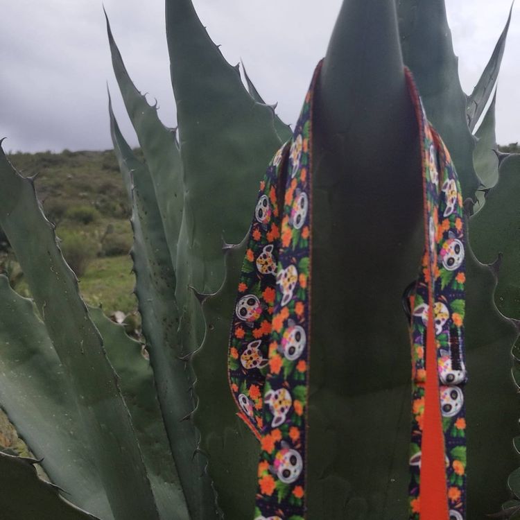 Tootefoto - DINGO LEASH REG. CITY CHIAPAS 2.0 x 220cm