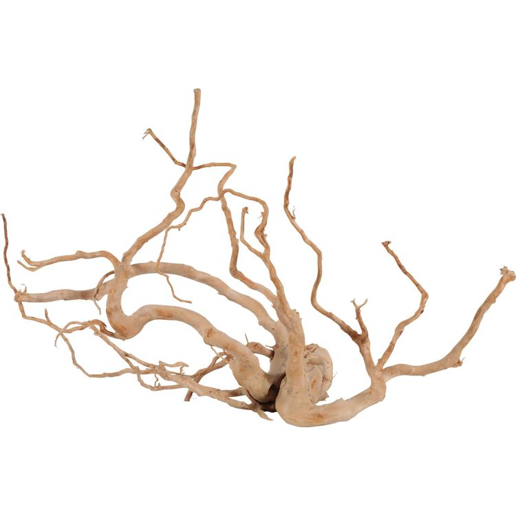 Tootefoto - Zolux Spider Wood Jumbo Jaapani juur