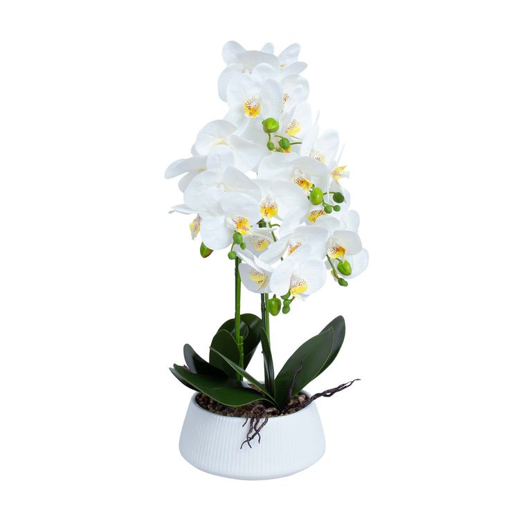 Tootefoto - Orhidee GREENLAND H68cm valge pott, valge is