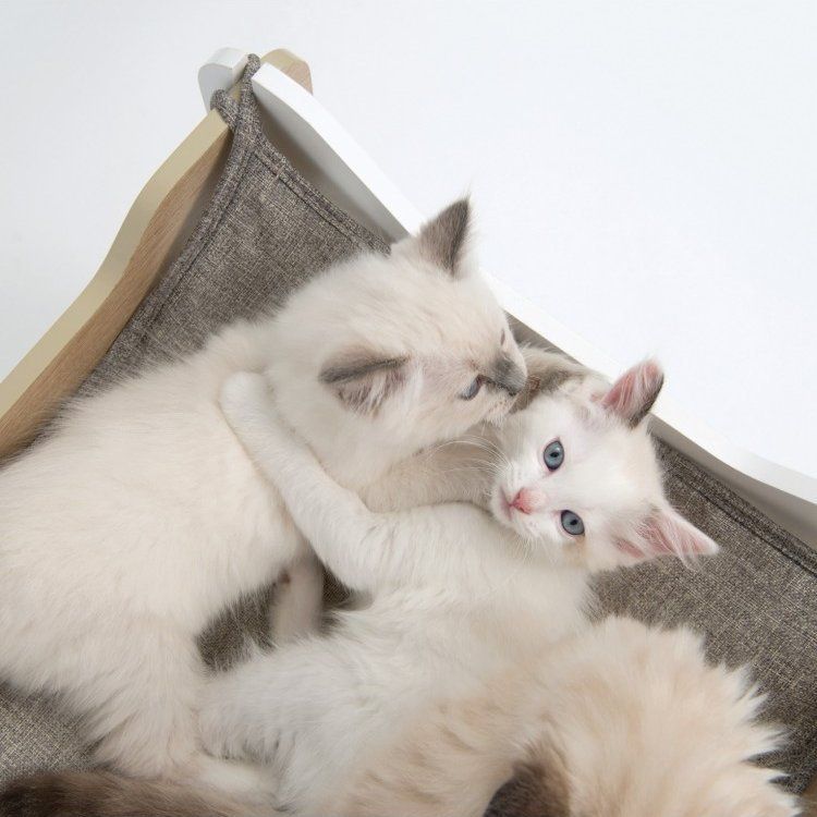 Tootefoto - Domek dla kota Catit Vesper Cabana 50x50x53cm,