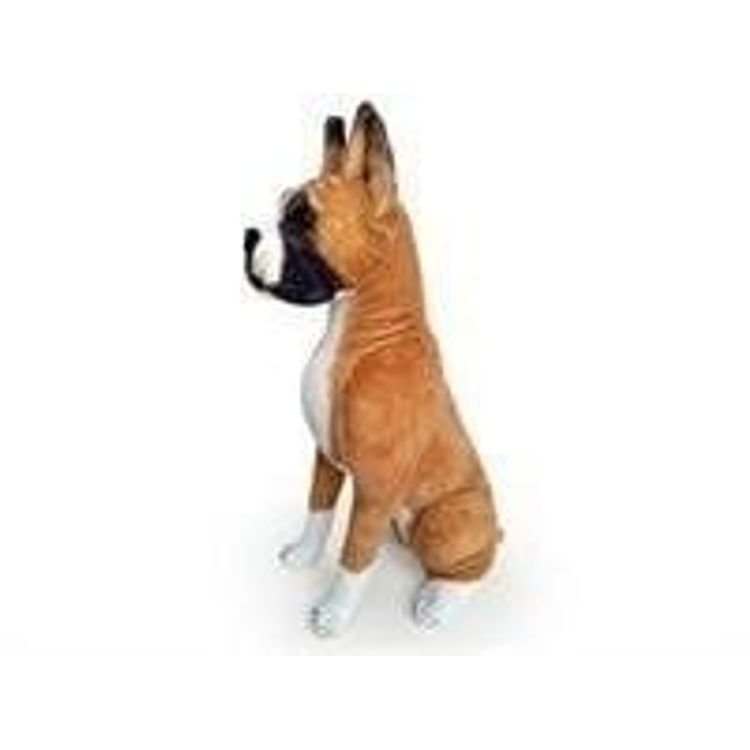 Tootefoto - Pies Bokser 65cm